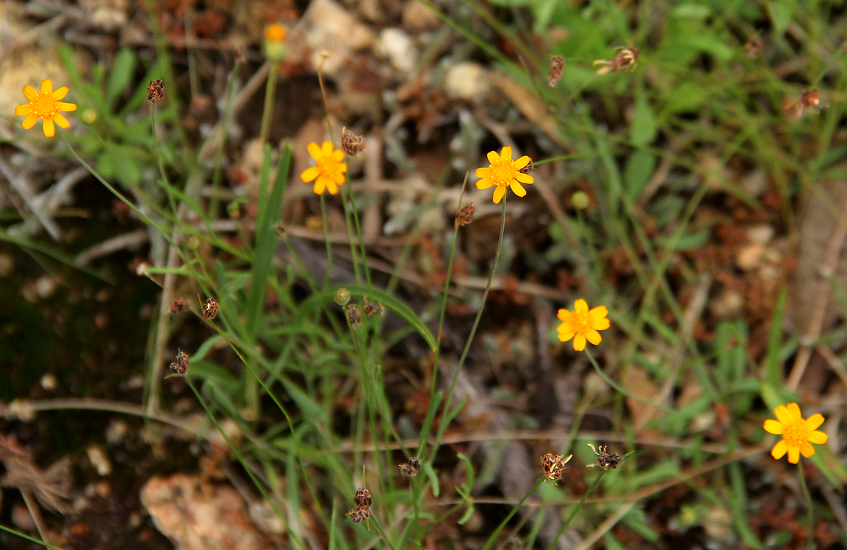Emilia brachycephala Emilia brachycephala