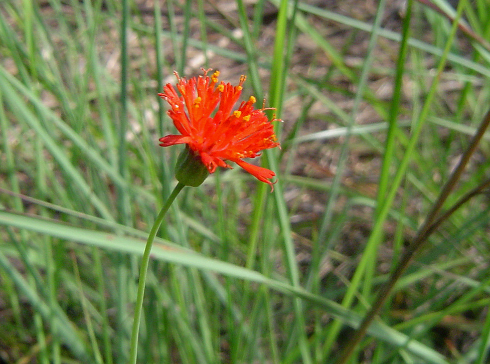 Emilia coccinea Emilia coccinea