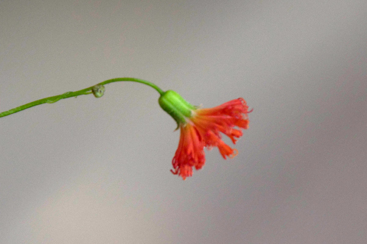 Emilia coccinea Emilia coccinea