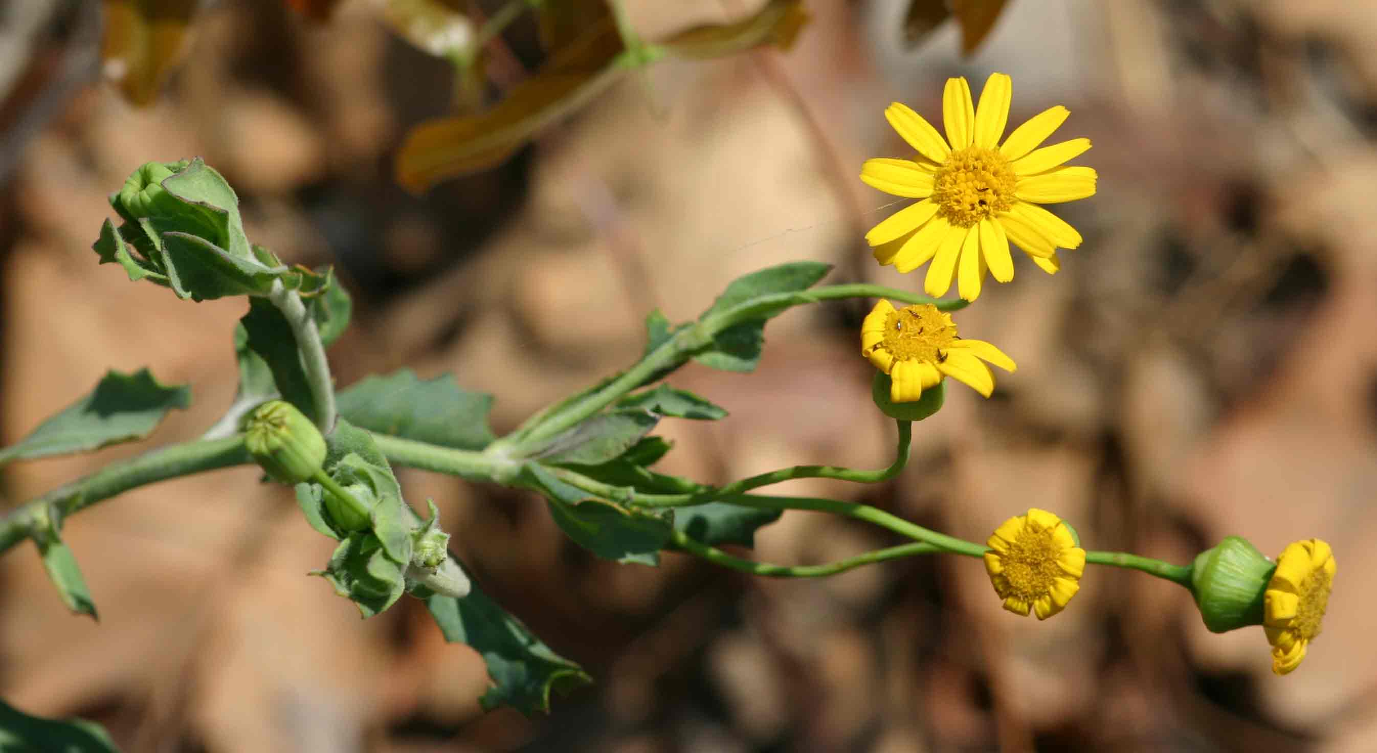 Emilia discifolia Emilia discifolia