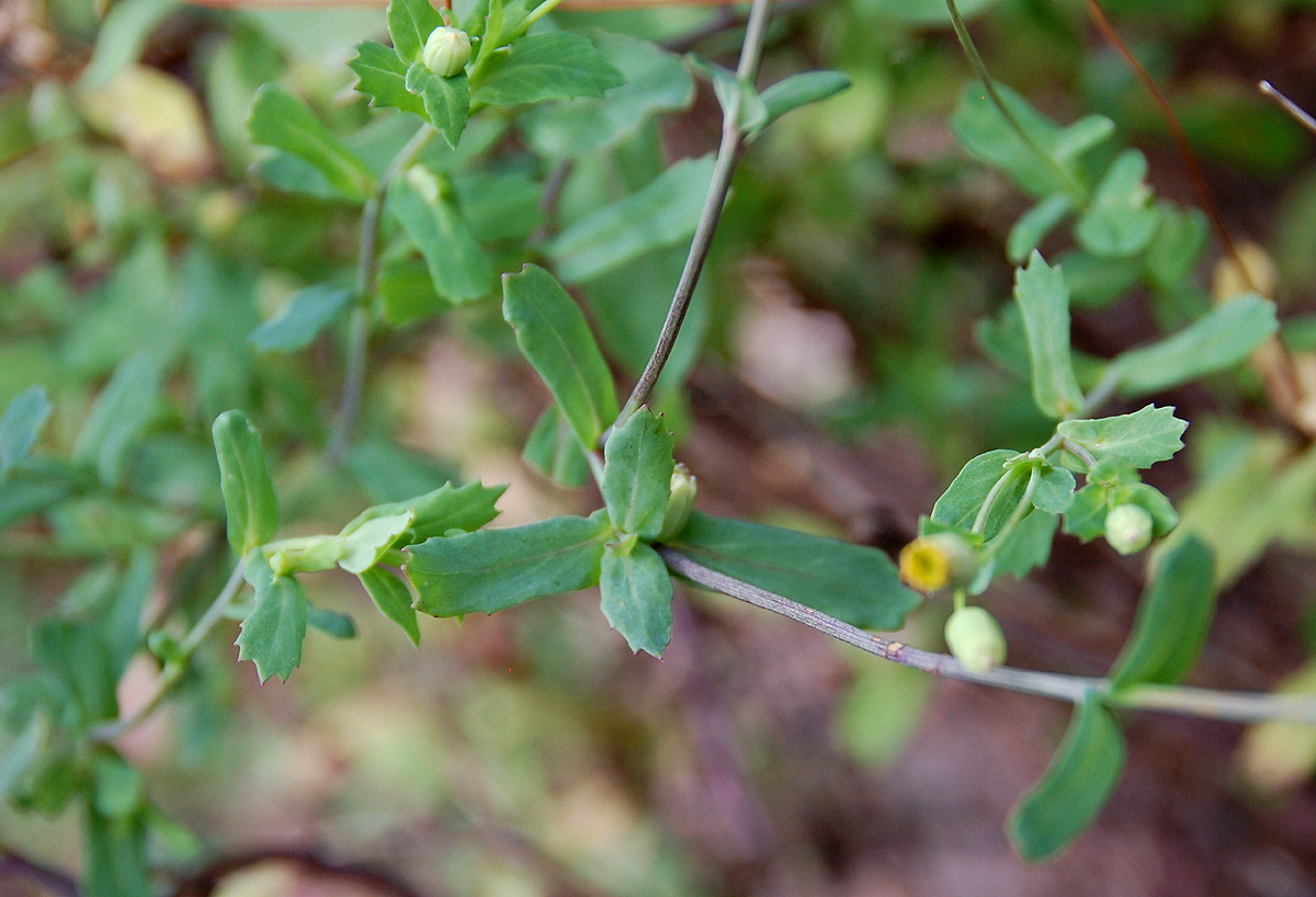 Emilia discifolia Emilia discifolia