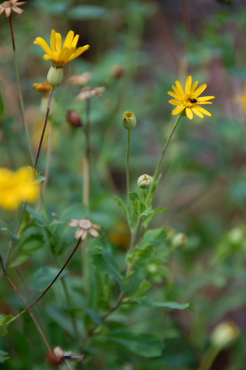 Emilia discifolia Emilia discifolia