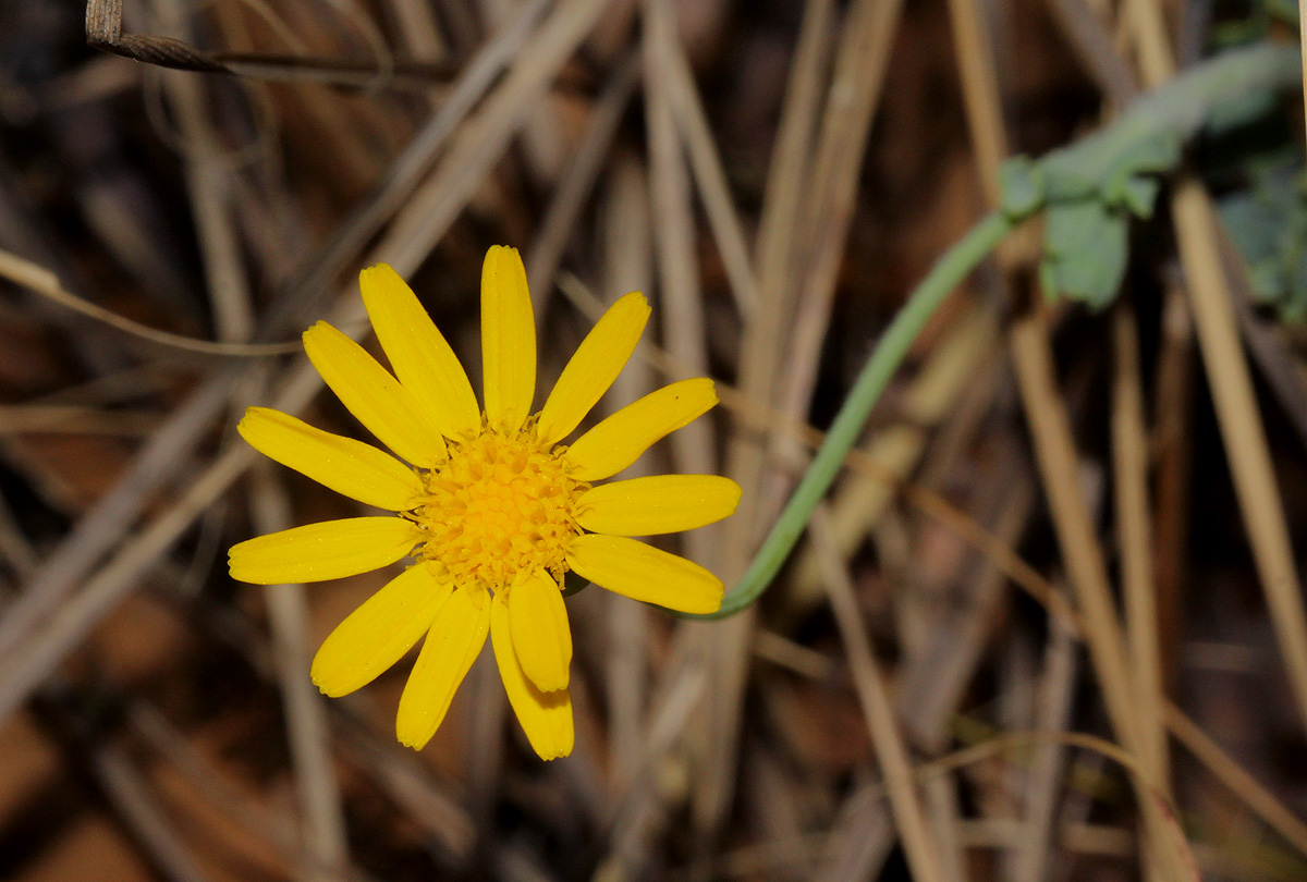 Emilia discifolia Emilia discifolia