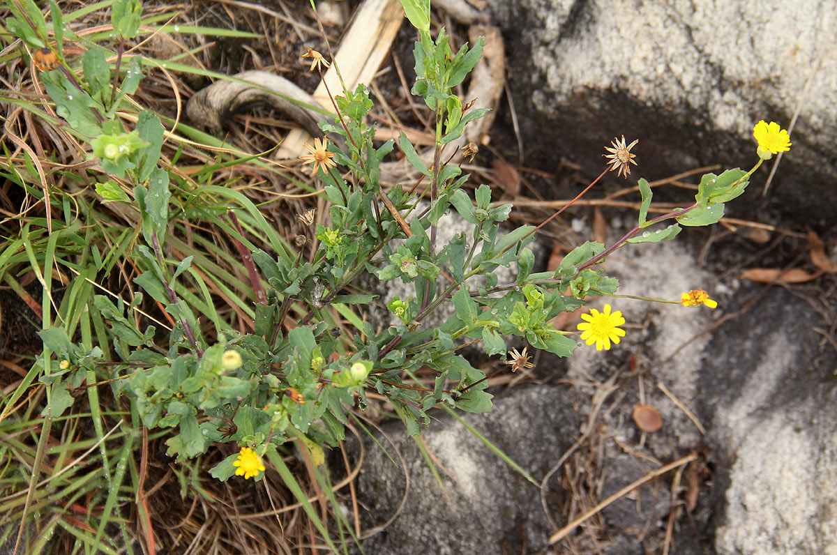 Emilia discifolia Emilia discifolia