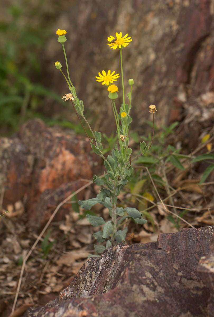 Emilia discifolia Emilia discifolia
