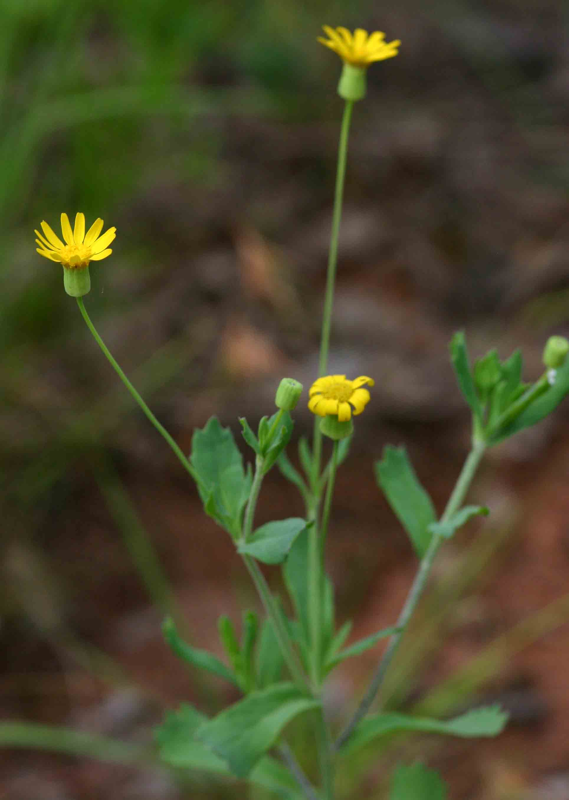 Emilia discifolia Emilia discifolia