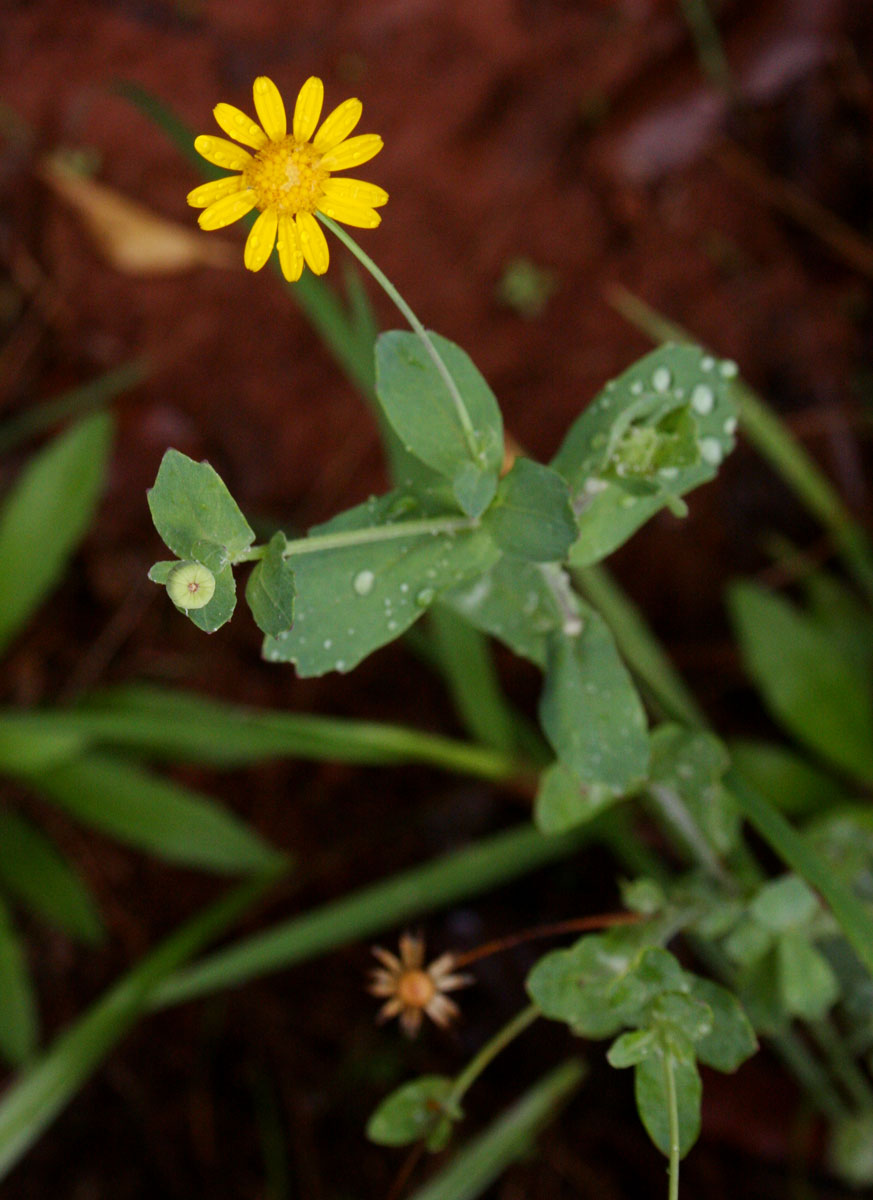 Emilia discifolia Emilia discifolia