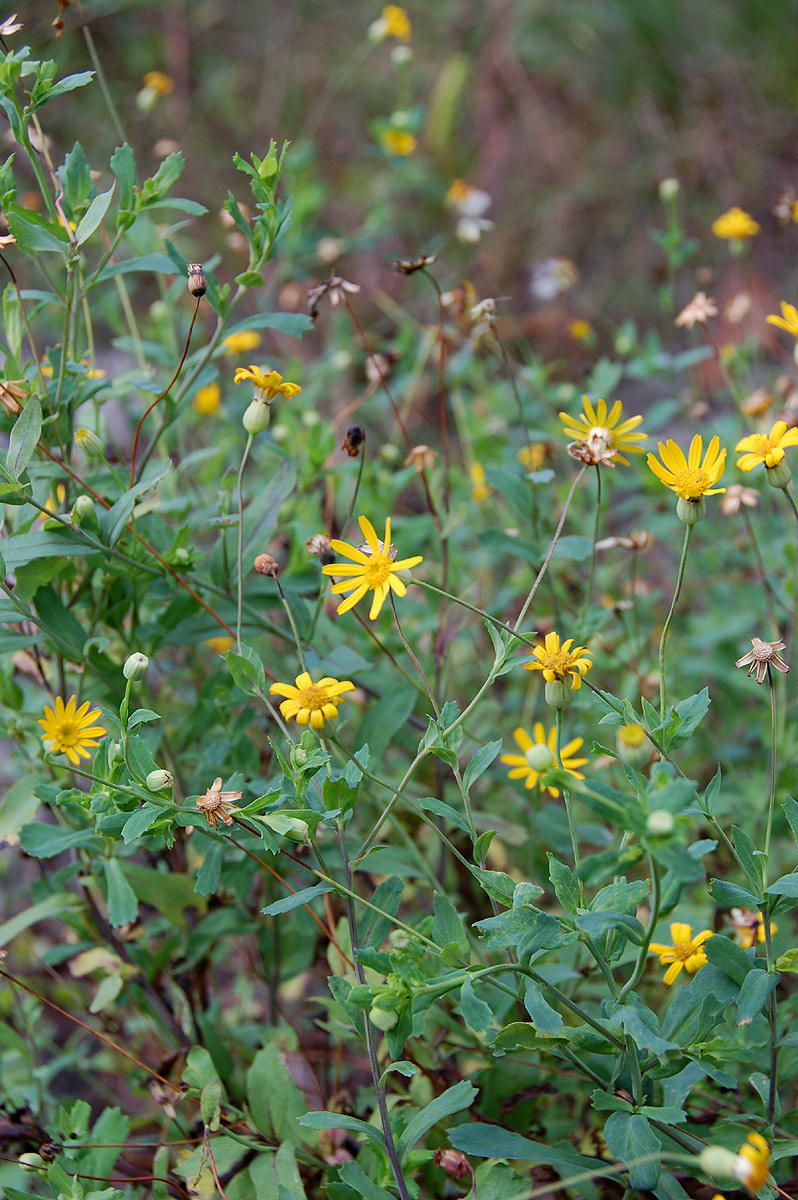 Emilia discifolia Emilia discifolia