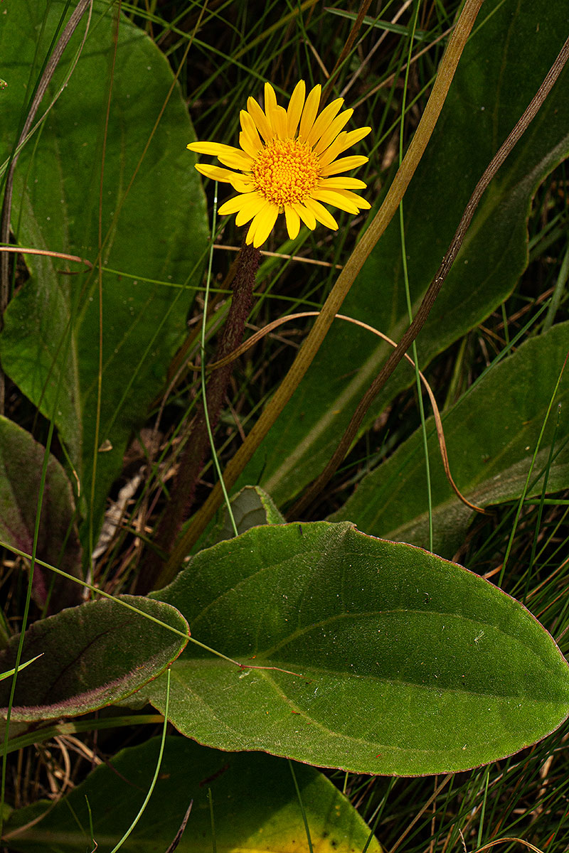Haplocarpha scaposa Haplocarpha scaposa