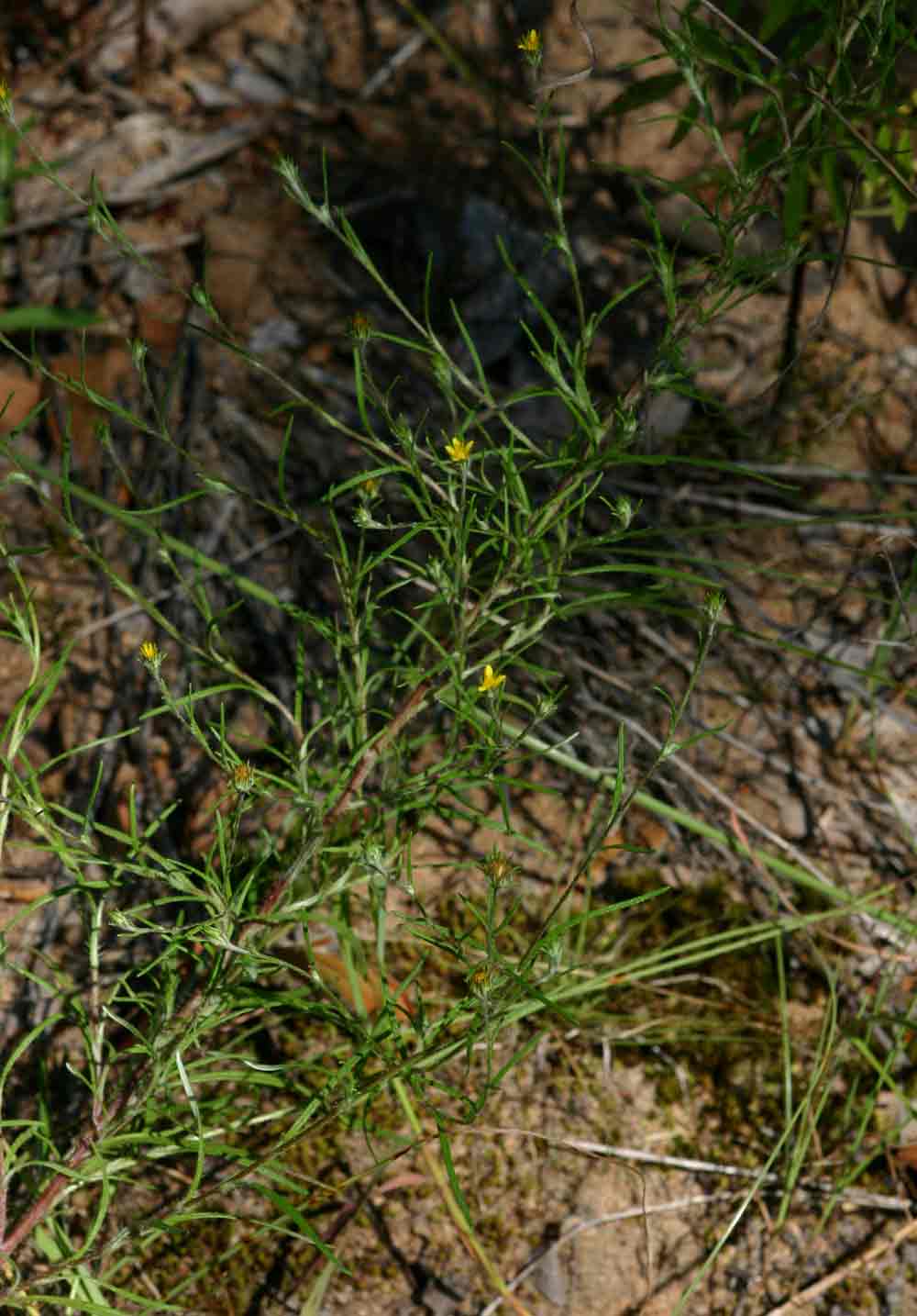 Hirpicium gracile Hirpicium gracile