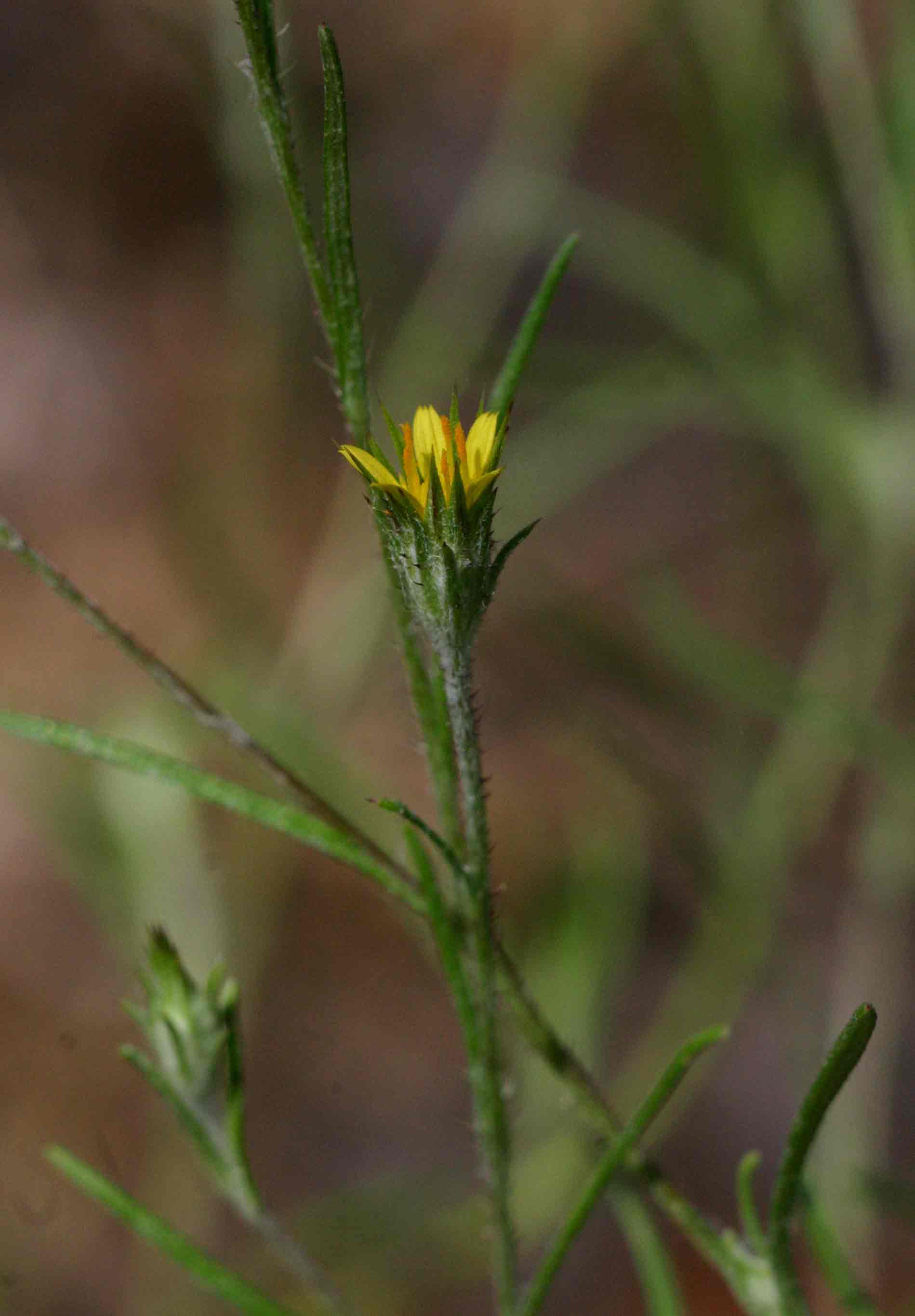 Hirpicium gracile Hirpicium gracile