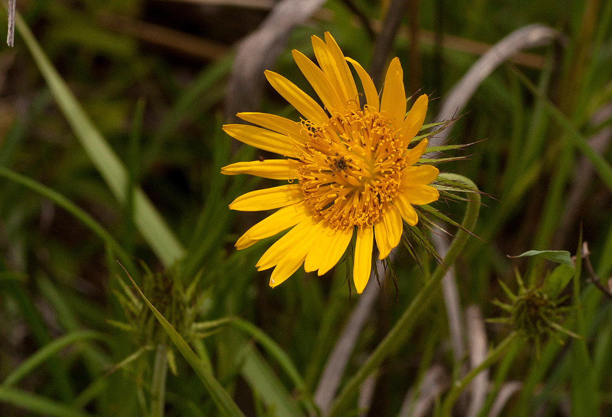 Berkheya zeyheri Berkheya zeyheri