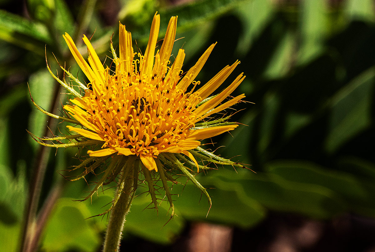 Berkheya zeyheri Berkheya zeyheri