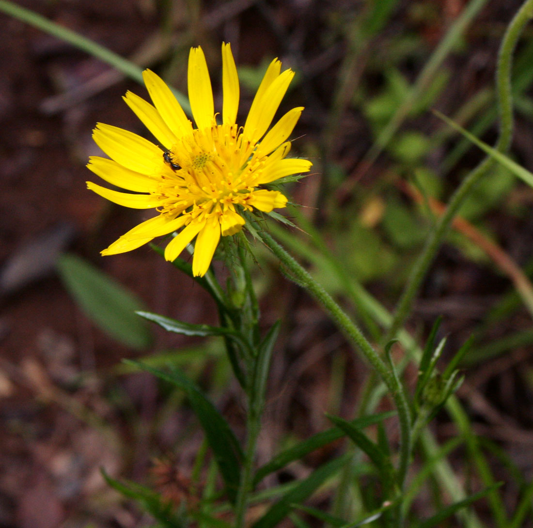 Berkheya zeyheri Berkheya zeyheri