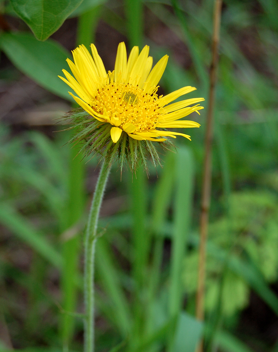 Berkheya zeyheri Berkheya zeyheri