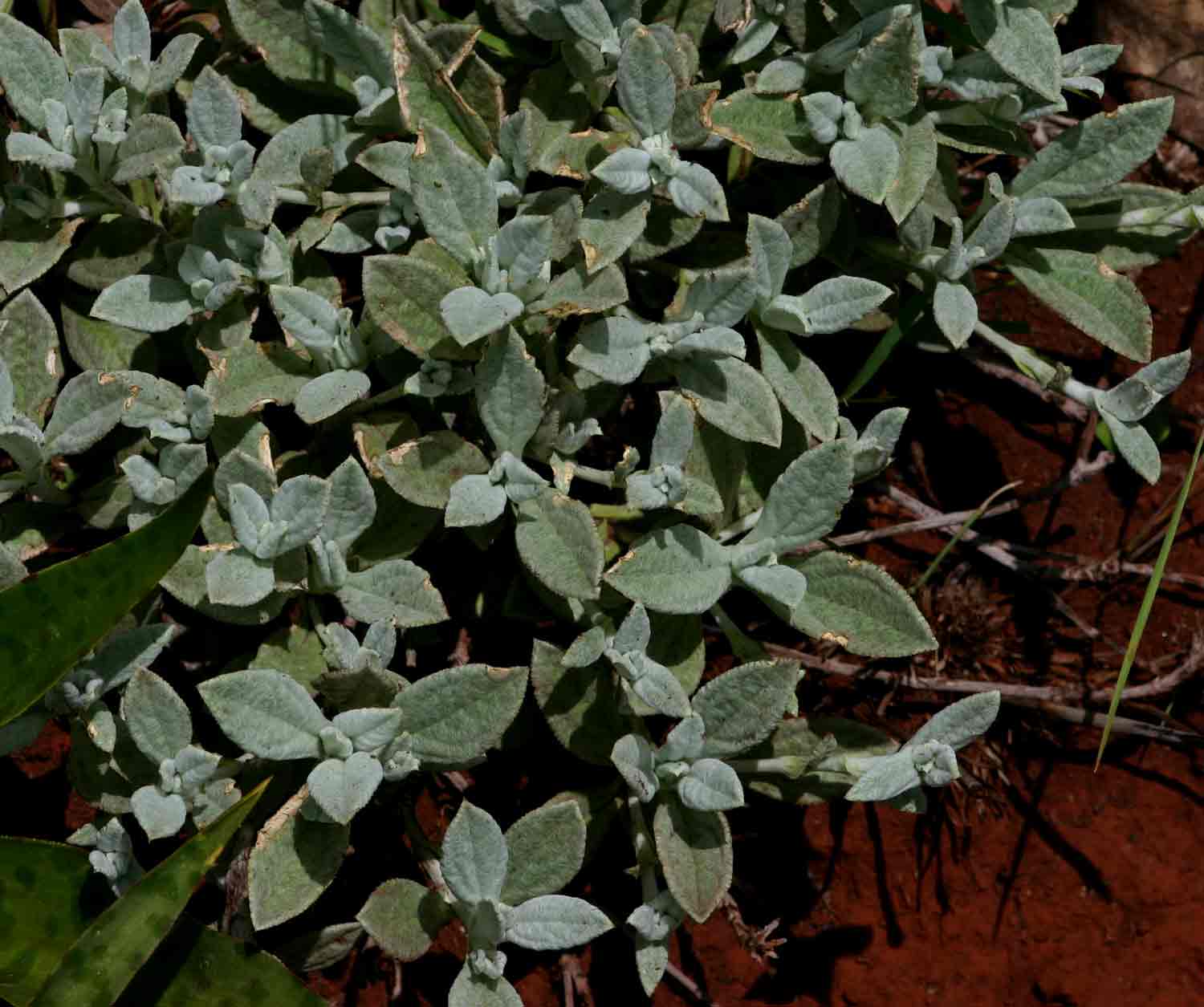 Dicoma niccolifera Dicoma niccolifera