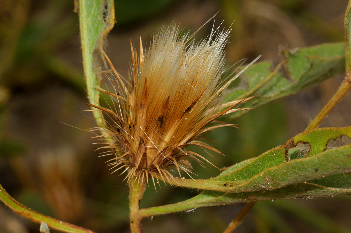 Dicoma schinzii Dicoma schinzii