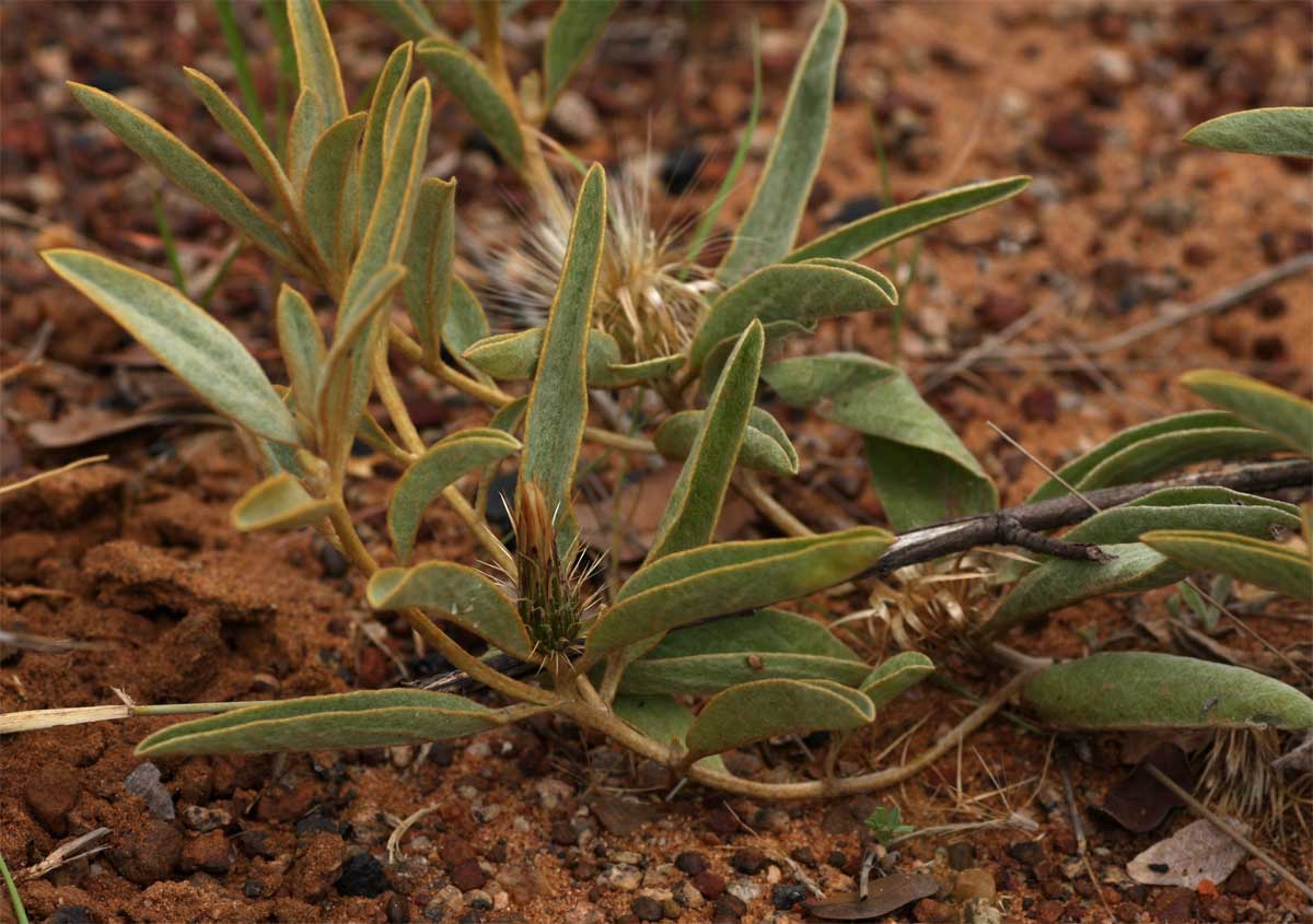 Dicoma schinzii Dicoma schinzii