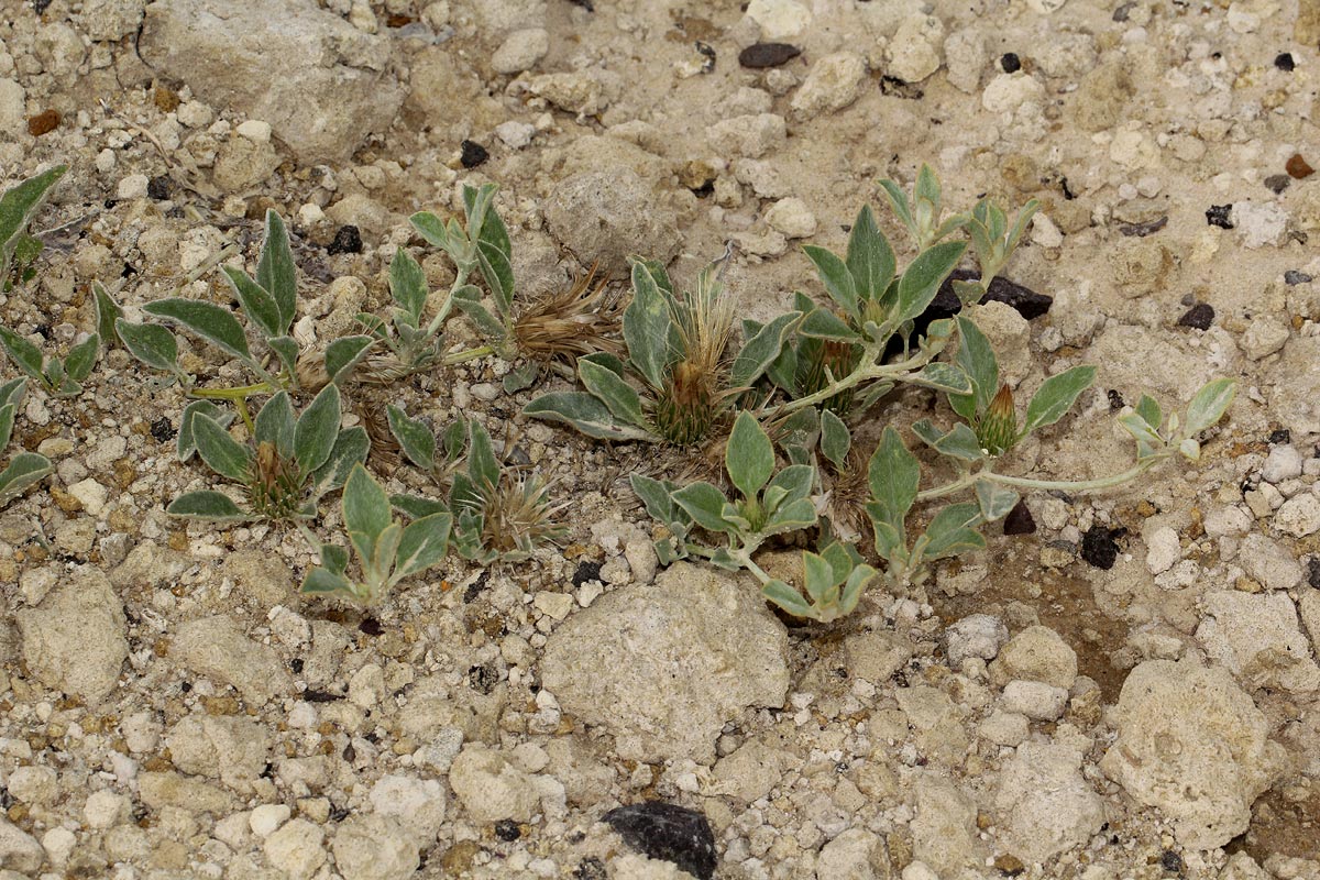 Dicoma schinzii Dicoma schinzii