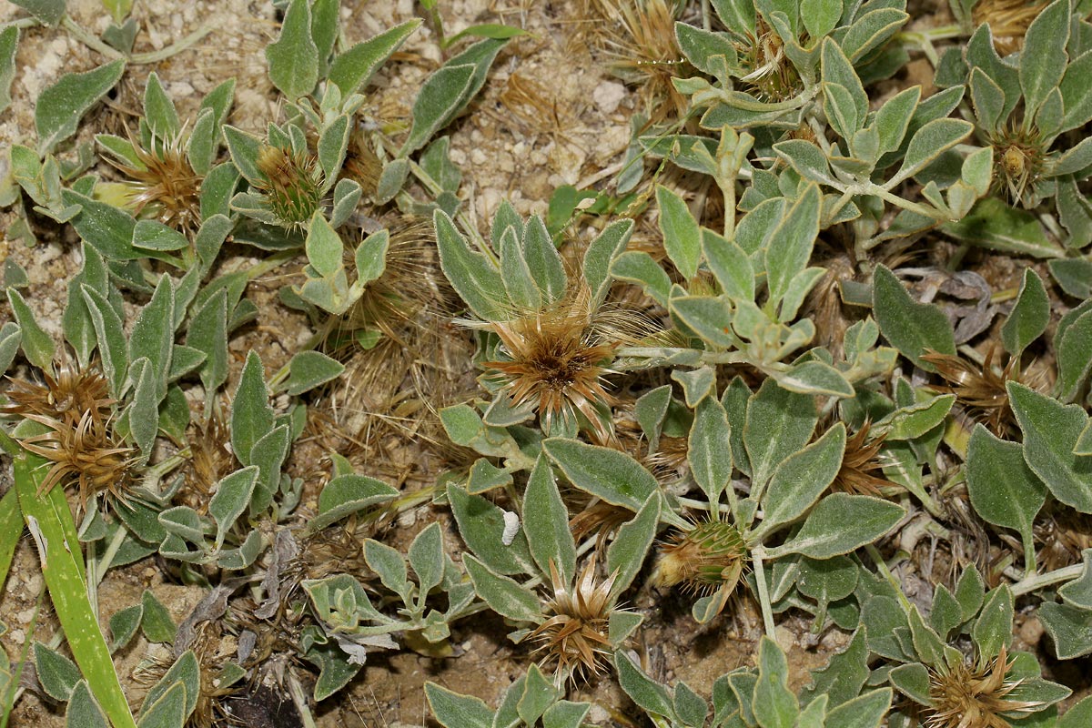 Dicoma schinzii Dicoma schinzii