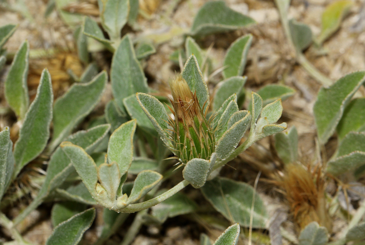 Dicoma schinzii Dicoma schinzii