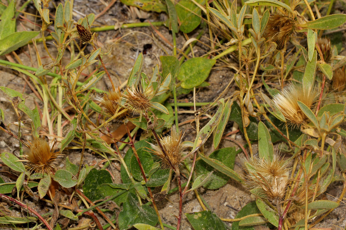 Dicoma schinzii Dicoma schinzii