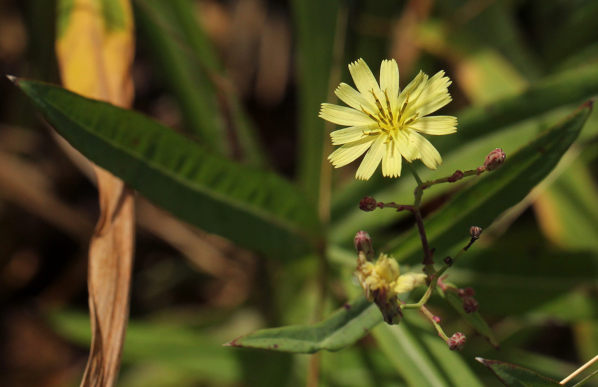 Launaea cornuta Launaea cornuta