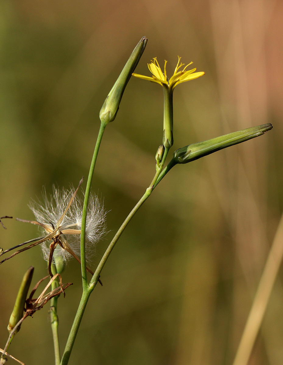 Launaea rarifolia Launaea rarifolia