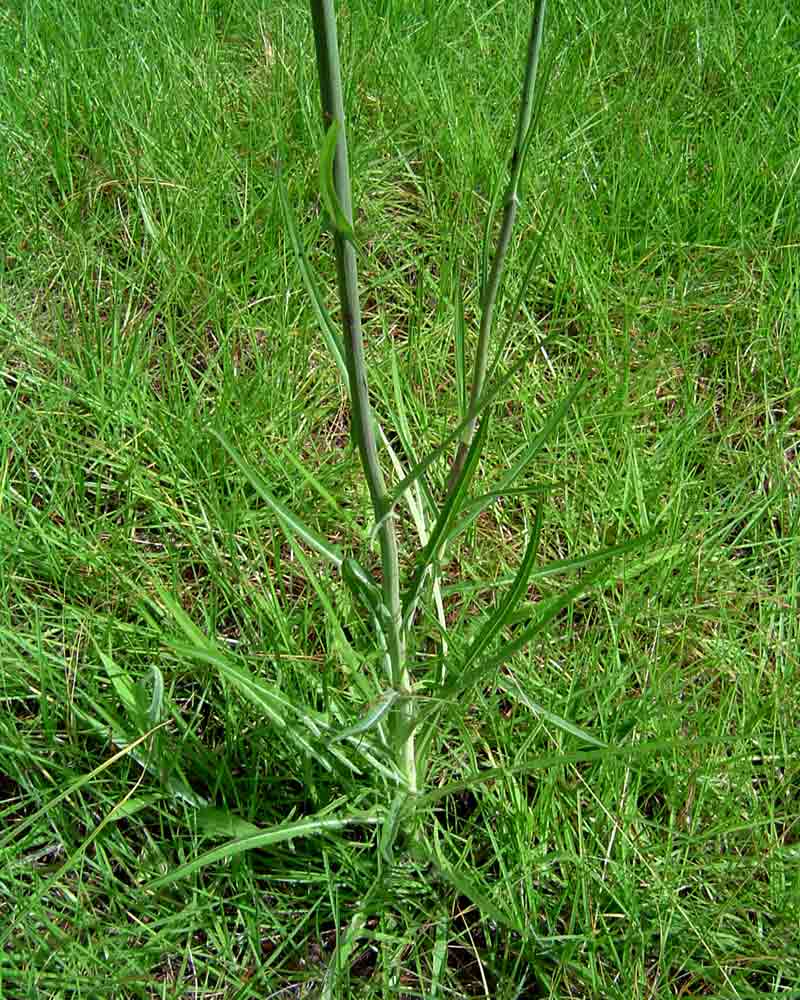 Sonchus schweinfurthii Sonchus schweinfurthii