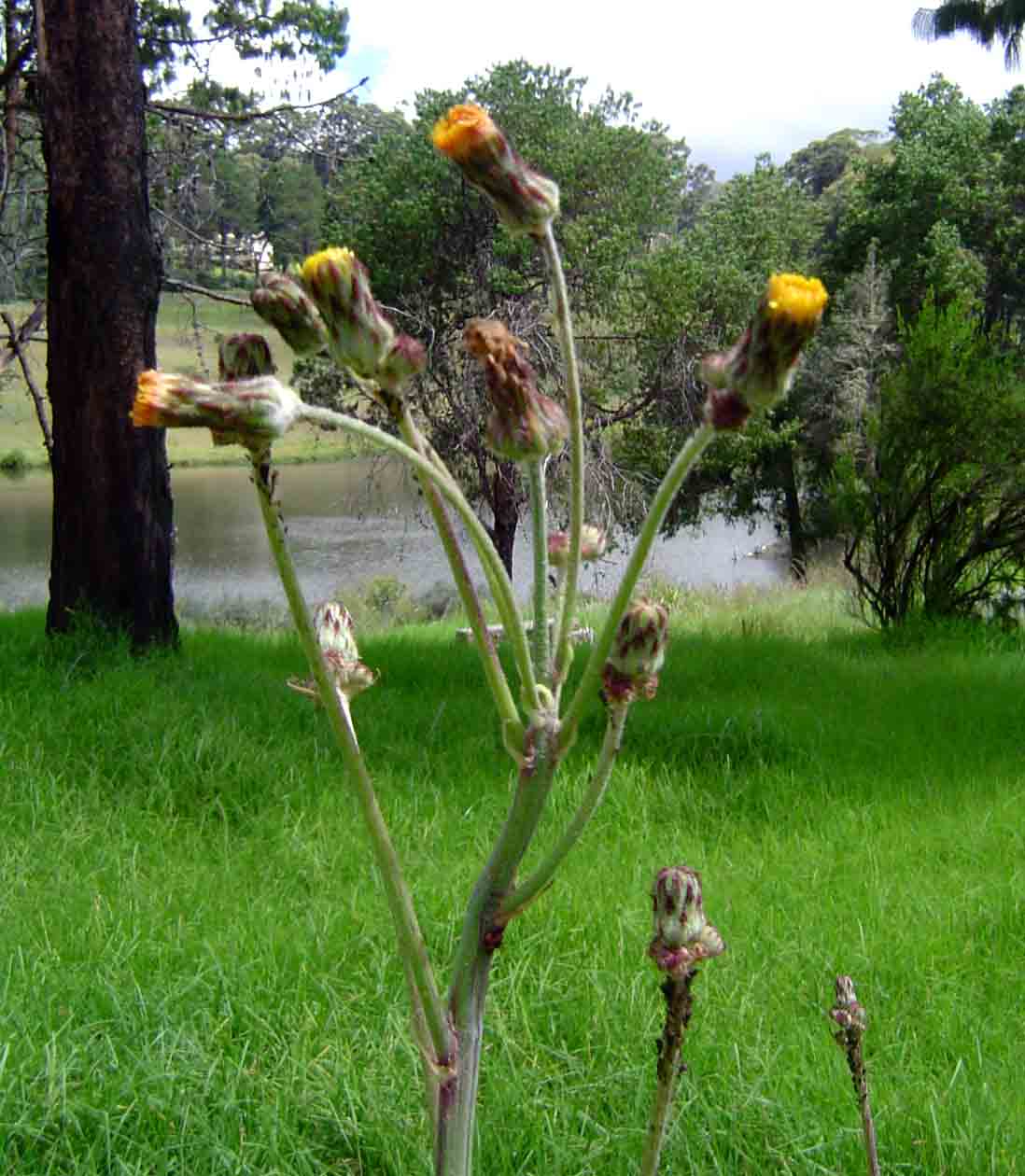 Sonchus schweinfurthii Sonchus schweinfurthii