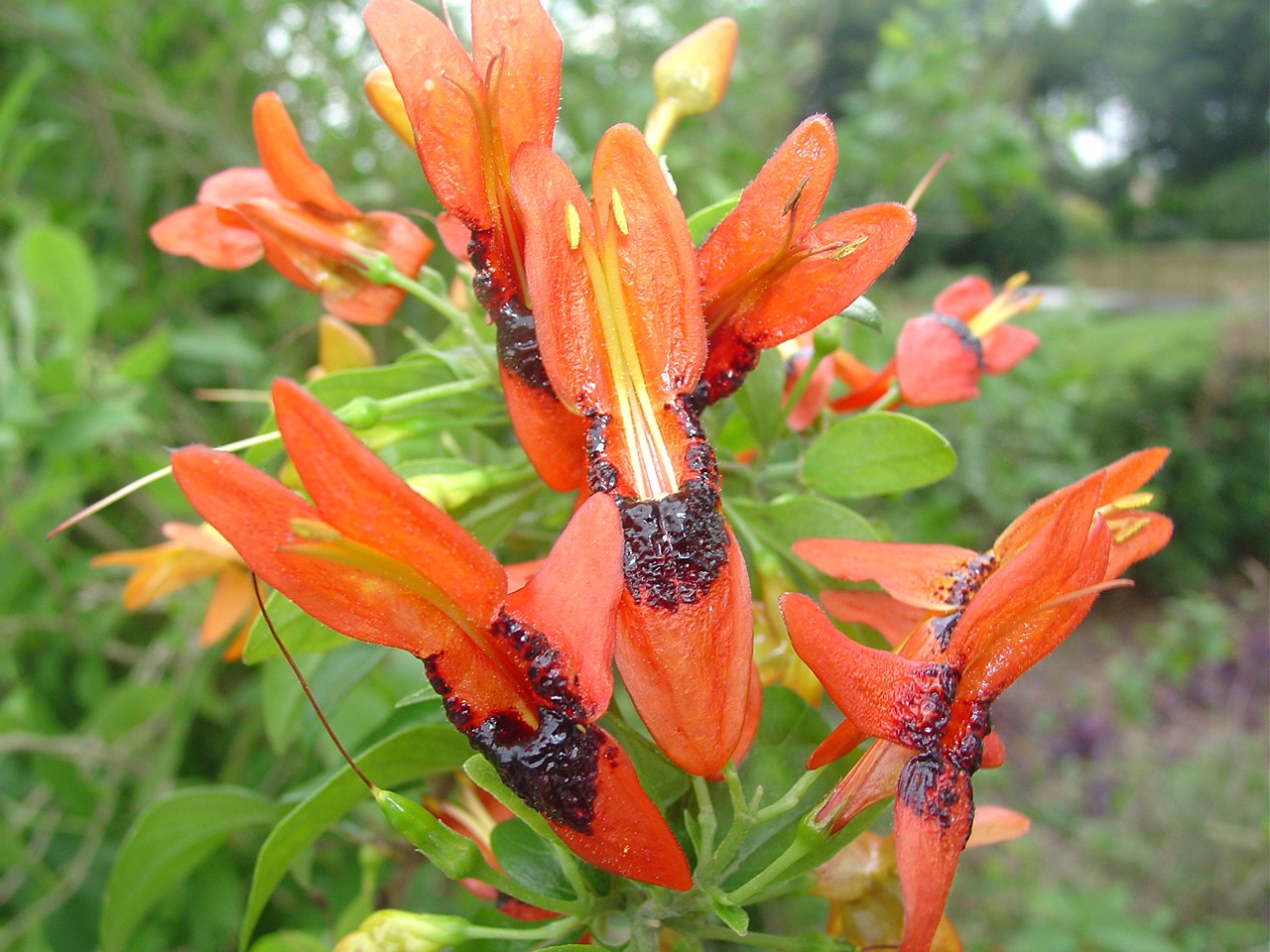 Ruttya fruticosa Ruttya fruticosa