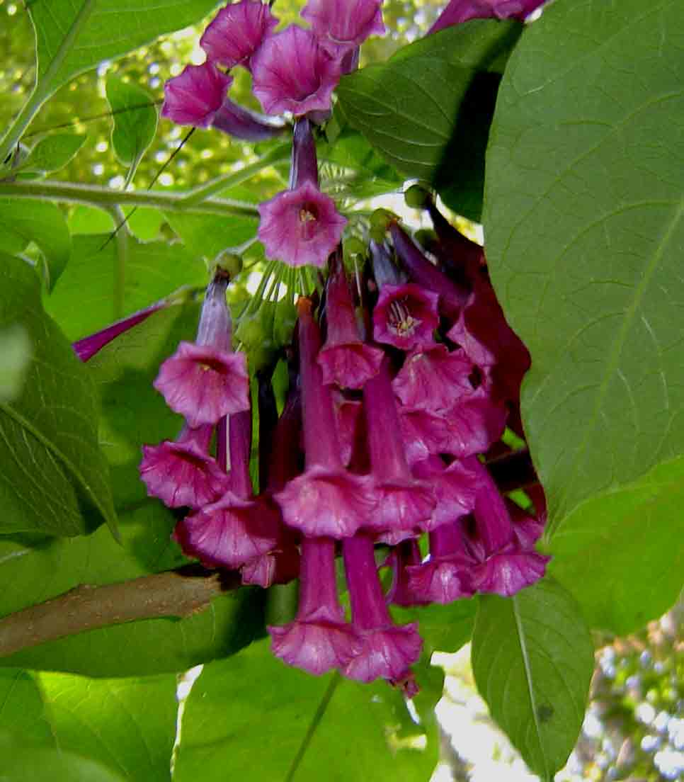 Iochroma cyaneum Iochroma cyaneum