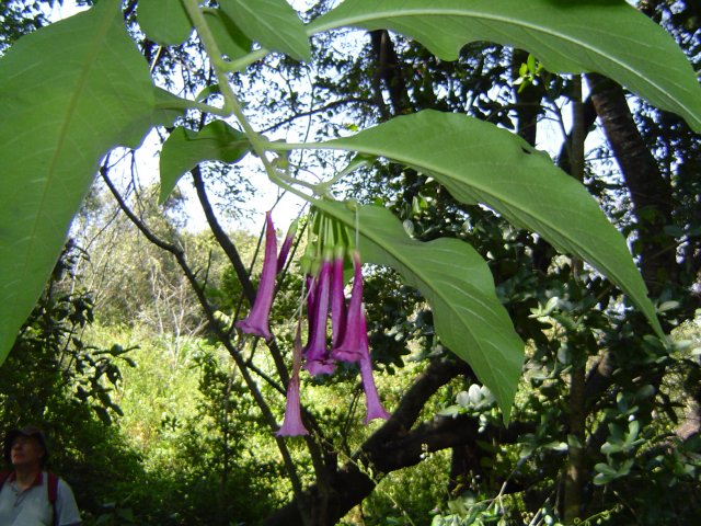 Iochroma cyaneum Iochroma cyaneum