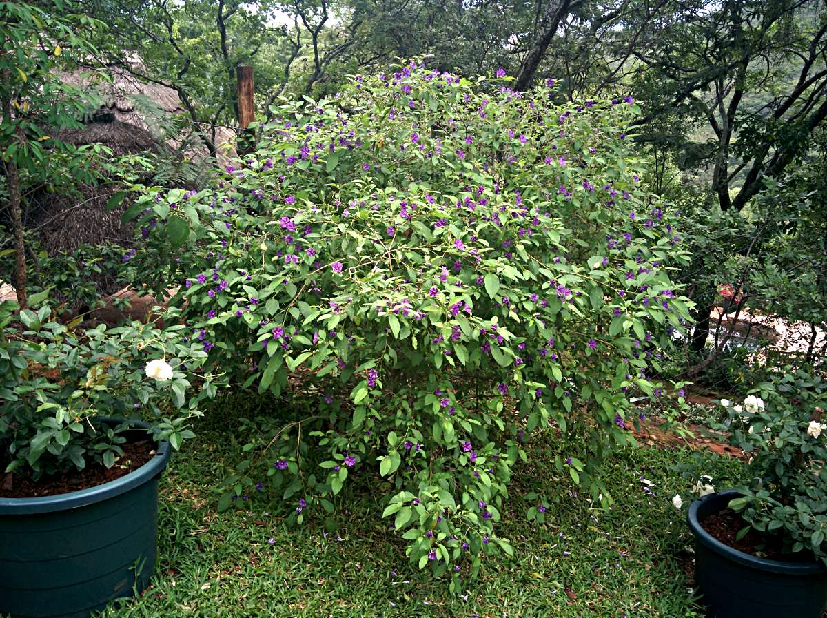 Lycianthes rantonnetii Lycianthes rantonnetii