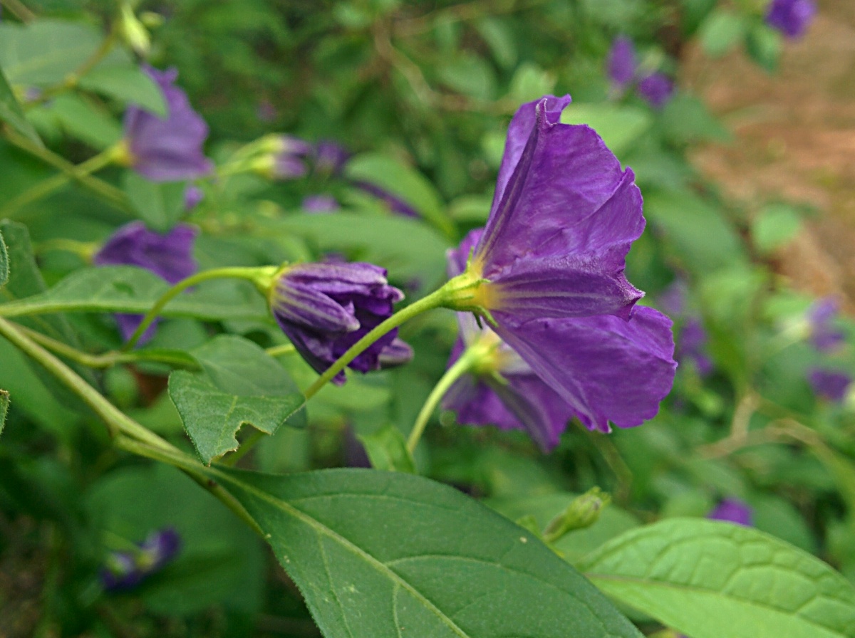 Lycianthes rantonnetii Lycianthes rantonnetii