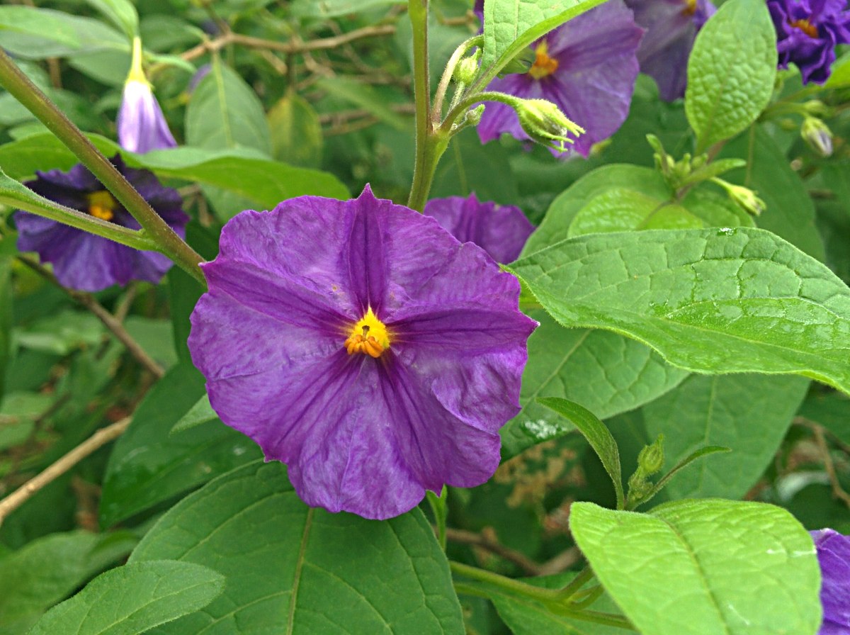 Lycianthes rantonnetii Lycianthes rantonnetii