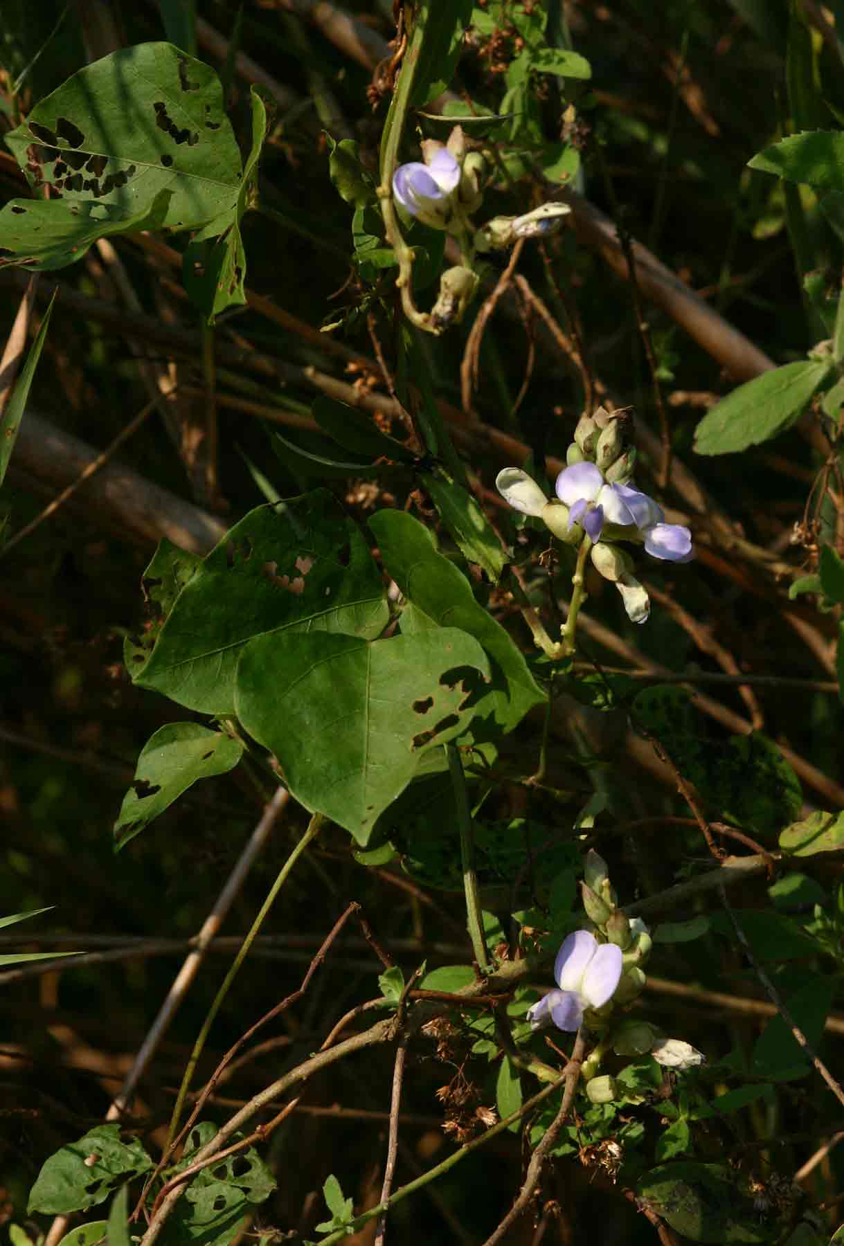 Psophocarpus scandens Psophocarpus scandens