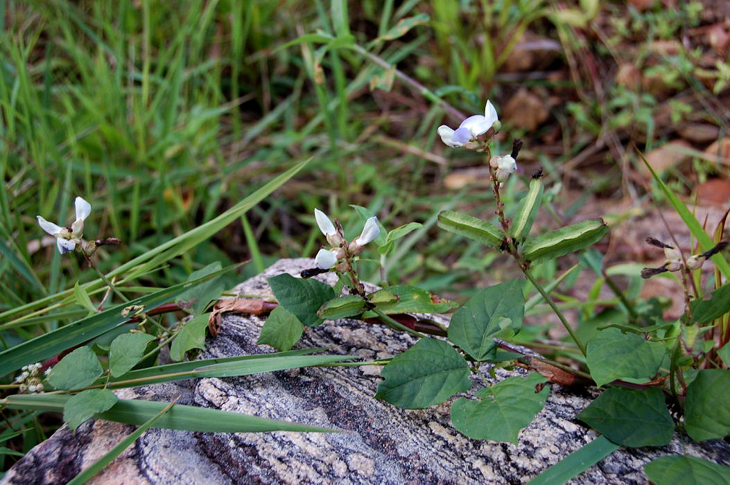 Psophocarpus scandens Psophocarpus scandens