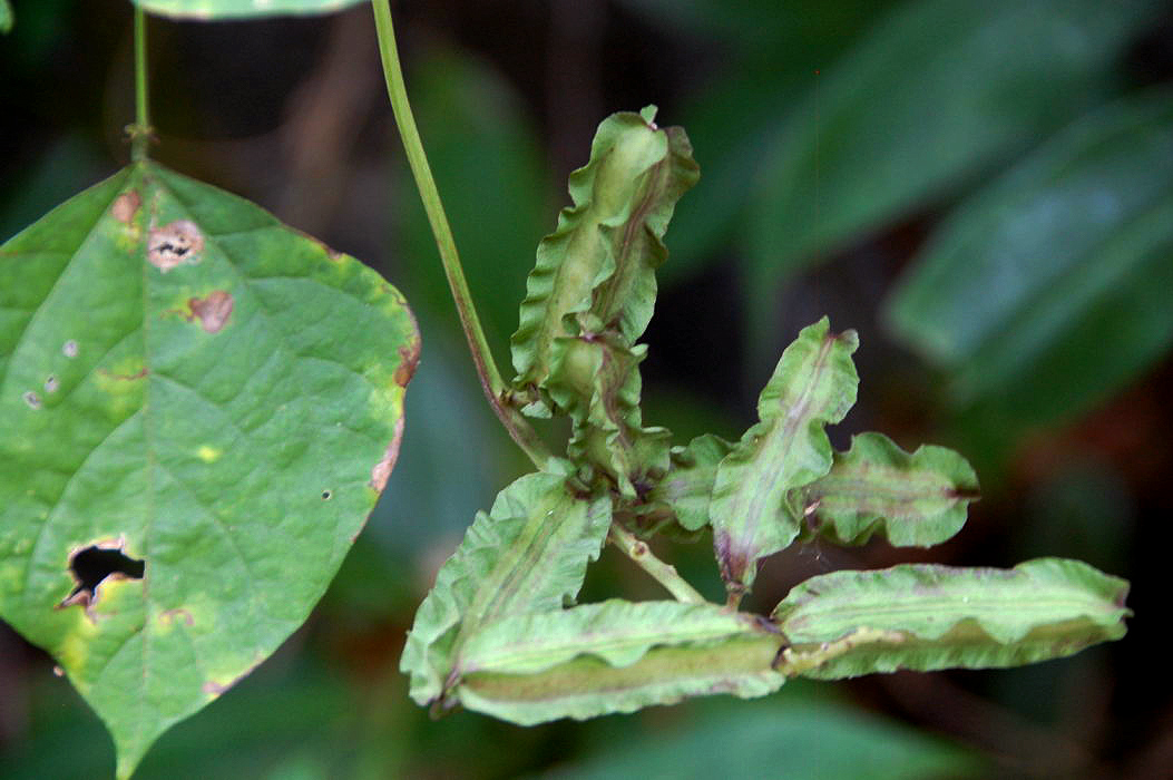 Psophocarpus scandens Psophocarpus scandens