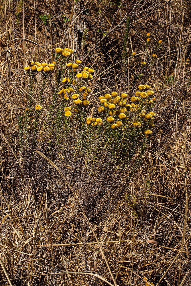 Helichrysum kirkii var. kirkii Helichrysum kirkii var. kirkii