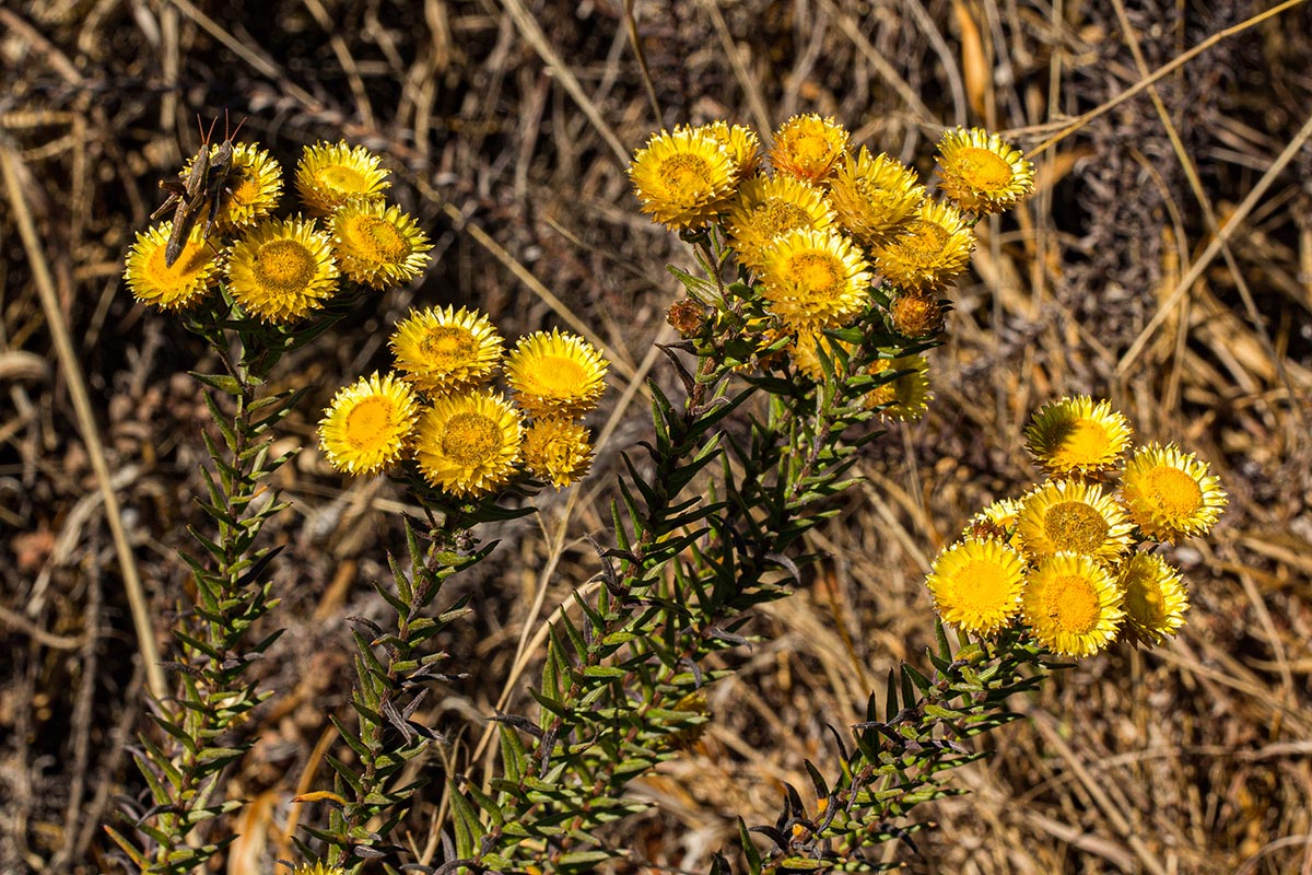 Helichrysum kirkii var. kirkii Helichrysum kirkii var. kirkii