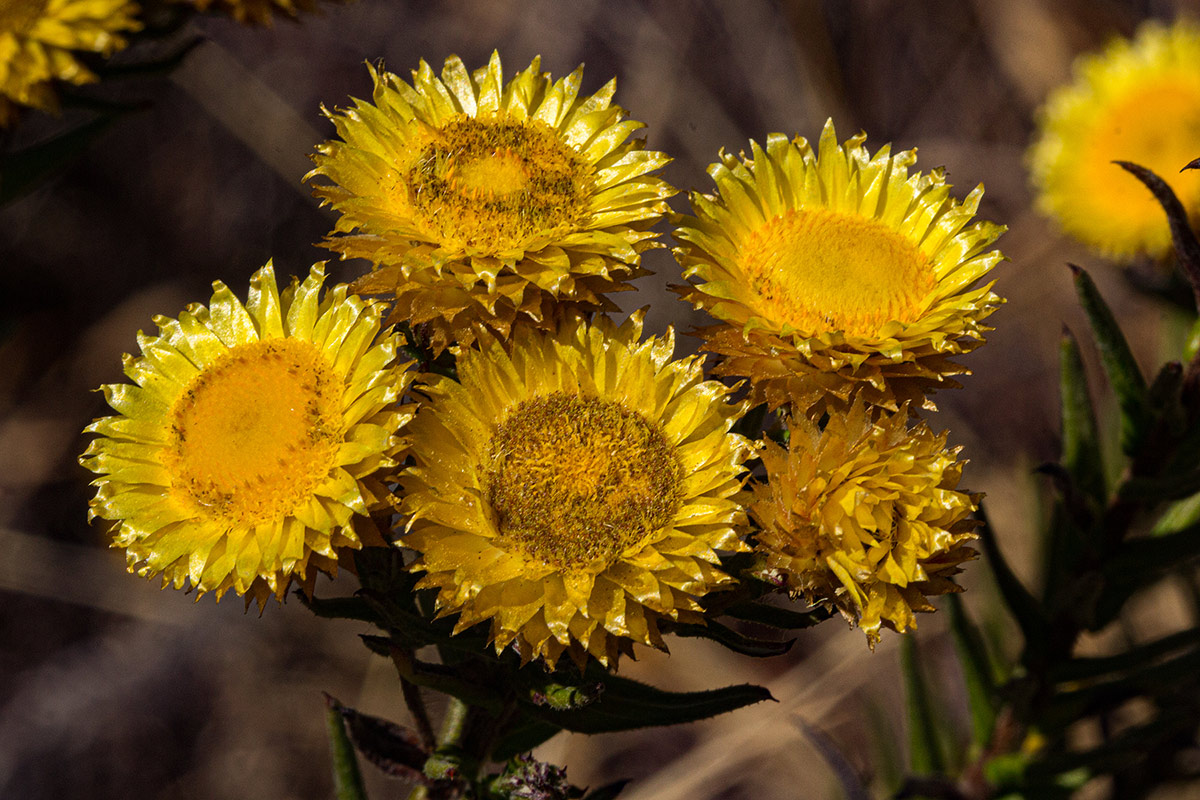 Helichrysum kirkii var. kirkii Helichrysum kirkii var. kirkii