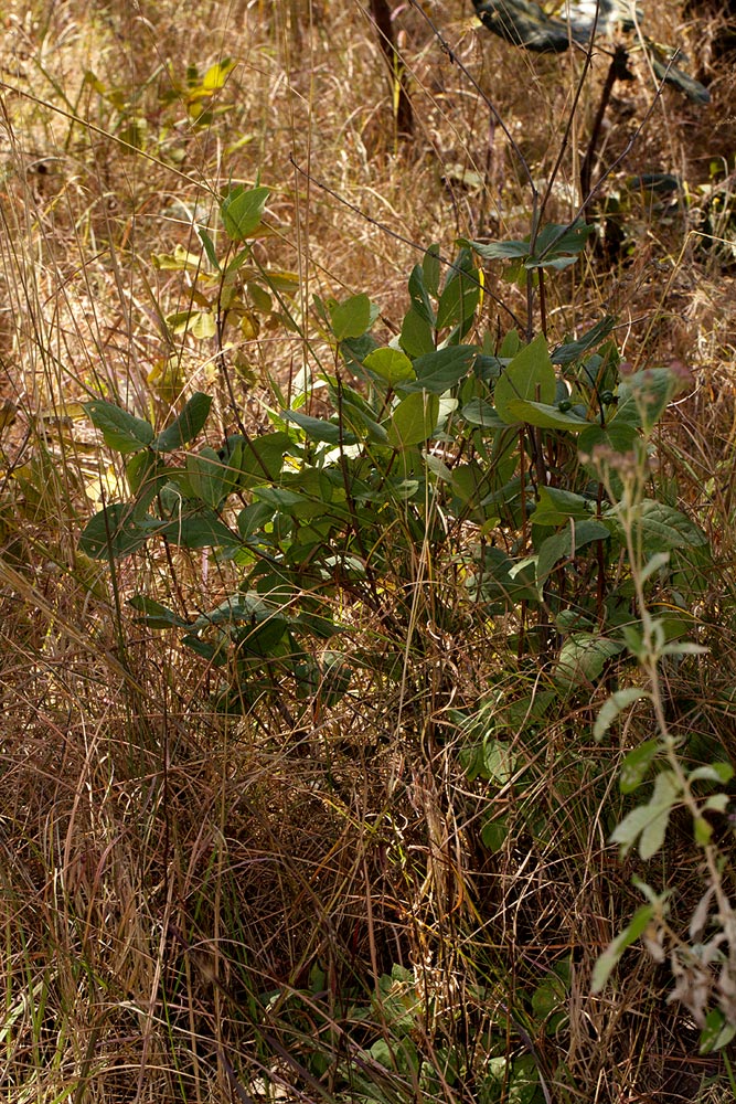 Fadogia triphylla var. triphylla Fadogia triphylla var. triphylla