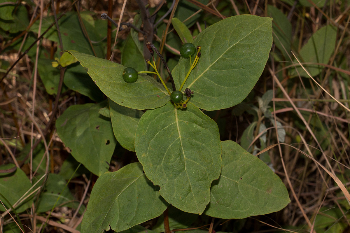 Fadogia triphylla var. triphylla Fadogia triphylla var. triphylla