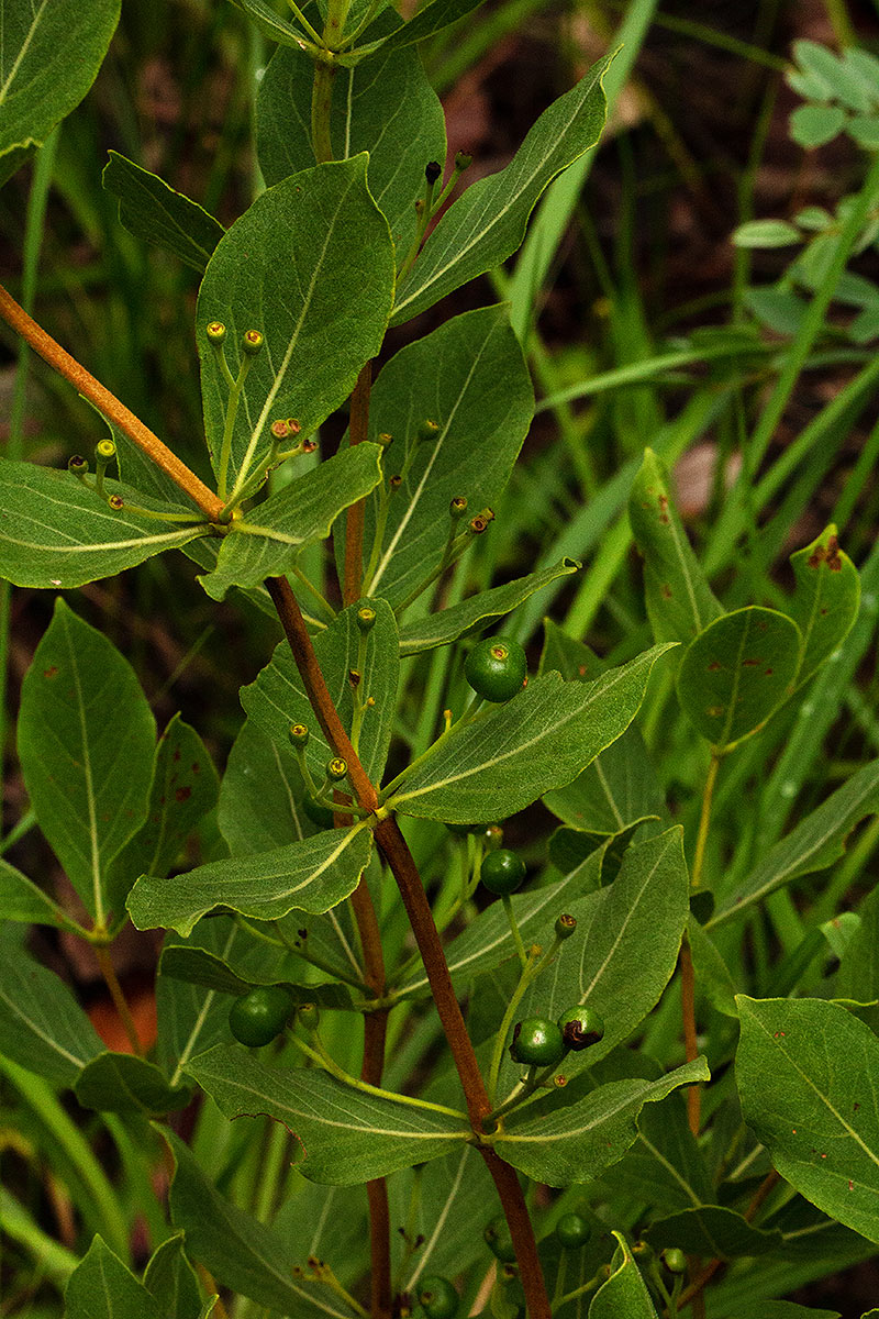 Fadogia triphylla var. triphylla Fadogia triphylla var. triphylla