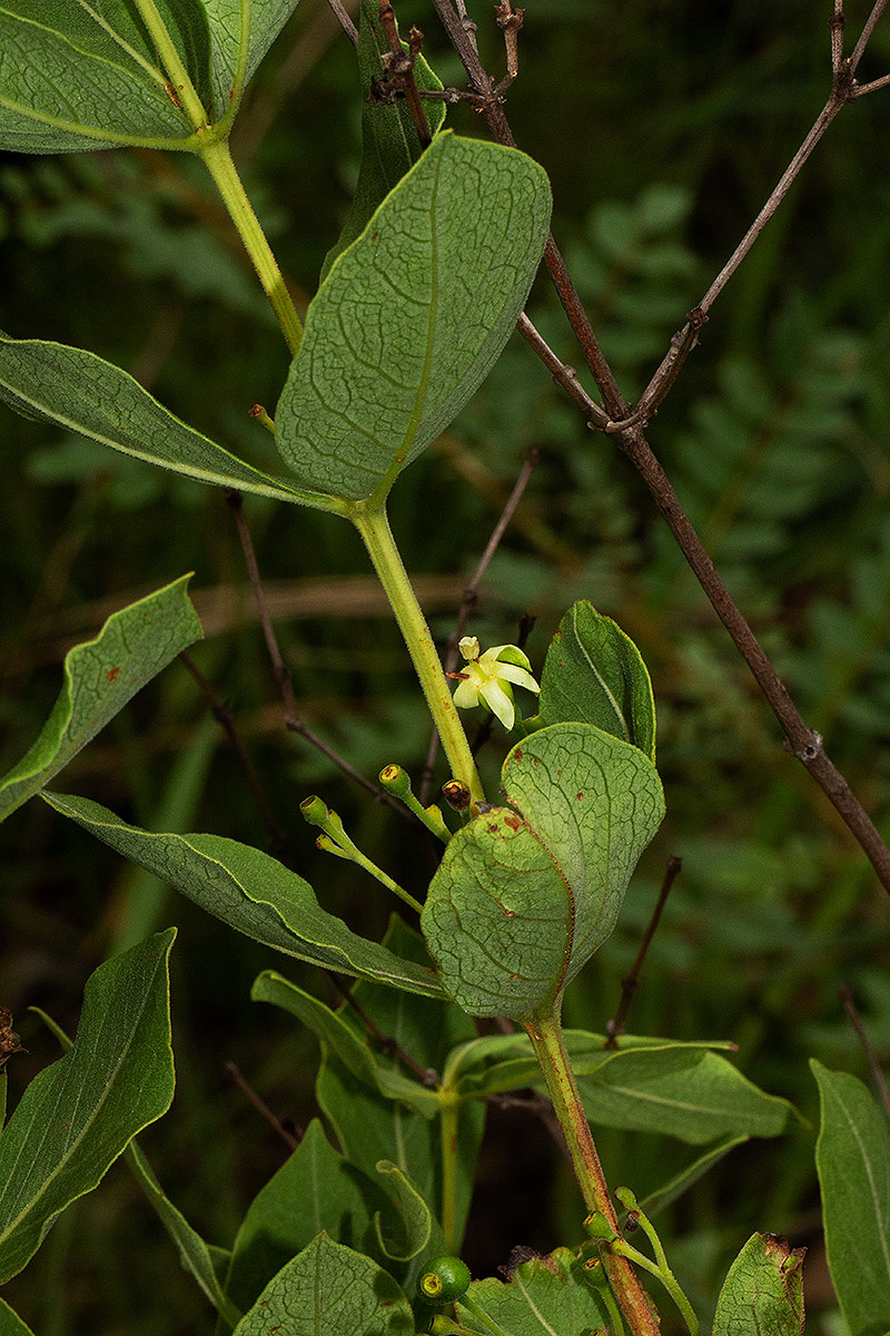 Fadogia triphylla var. triphylla Fadogia triphylla var. triphylla
