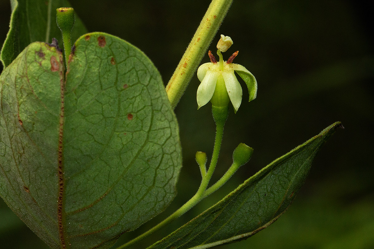 Fadogia triphylla var. triphylla Fadogia triphylla var. triphylla