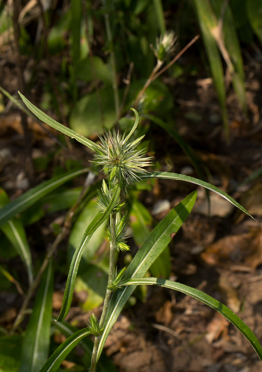 Macledium sessiliflorum Macledium sessiliflorum