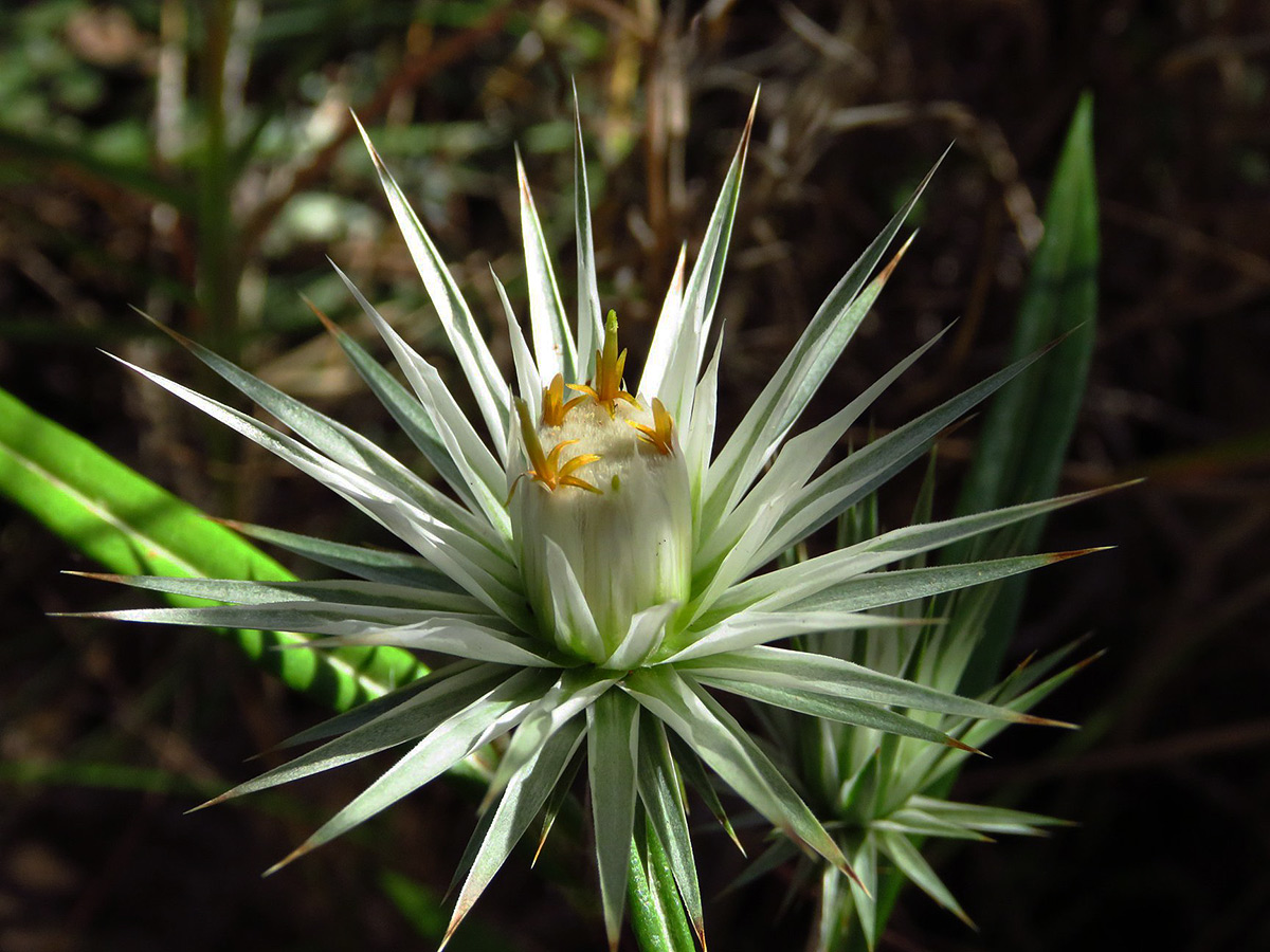 Macledium sessiliflorum Macledium sessiliflorum