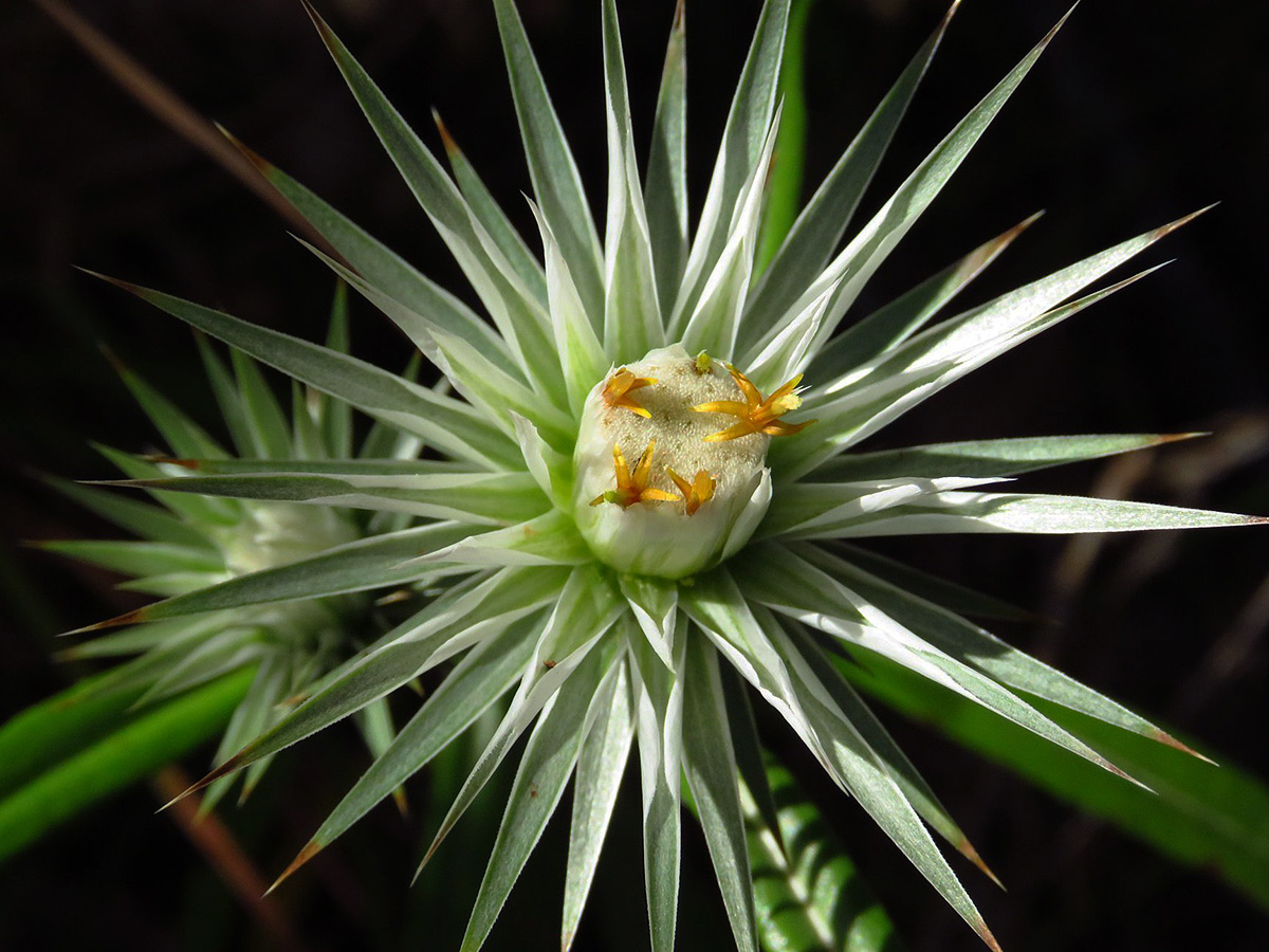 Macledium sessiliflorum Macledium sessiliflorum